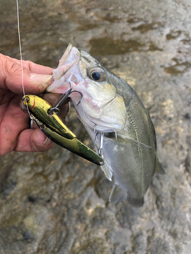 セイゴ（マルスズキ）の釣果