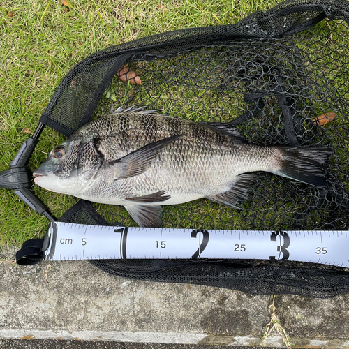 クロダイの釣果