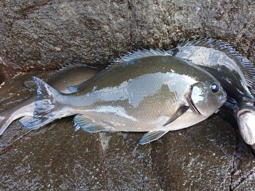 オナガグレの釣果