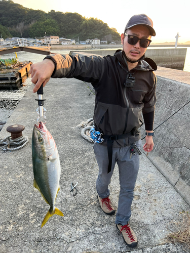 ハマチの釣果