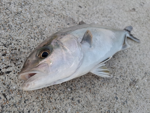 ネリゴの釣果