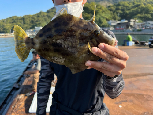 カワハギの釣果