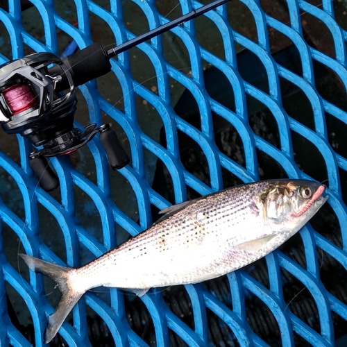 コノシロの釣果