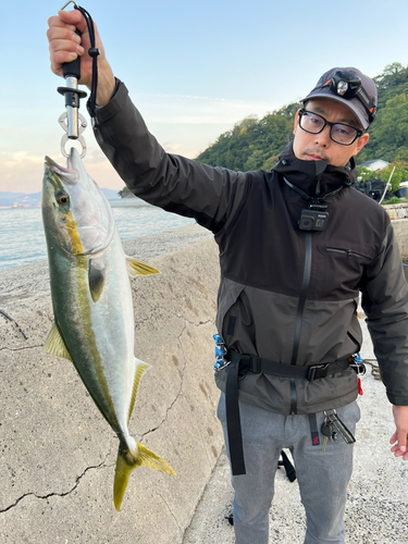 ハマチの釣果