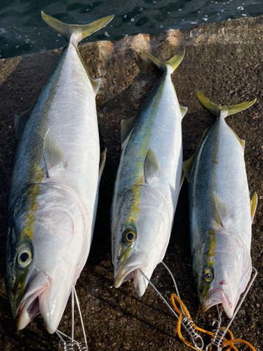 ブリの釣果