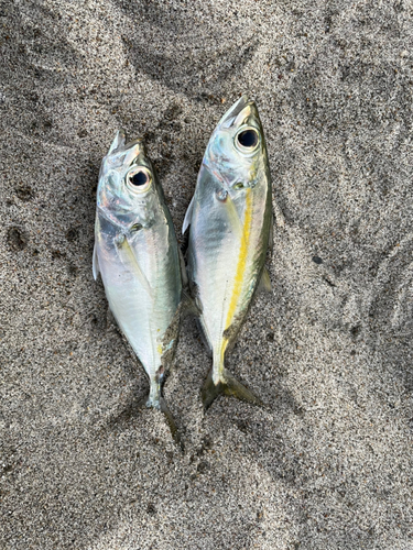 メアジの釣果