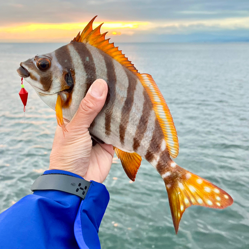 タカノハダイの釣果