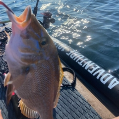 タマンの釣果