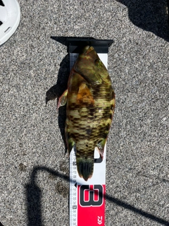 ヒロサーの釣果
