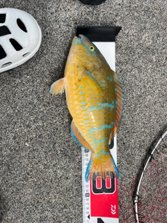 アーガイの釣果