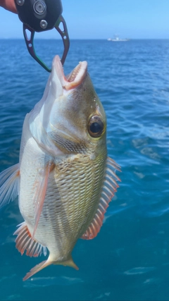 ムルーの釣果