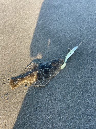 ソゲの釣果