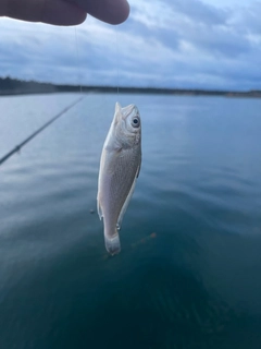 イシモチの釣果