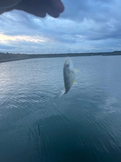 メッキの釣果