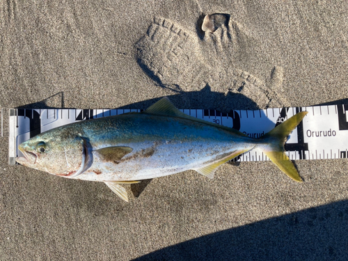 ハマチの釣果