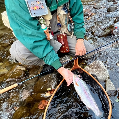 ニジマスの釣果