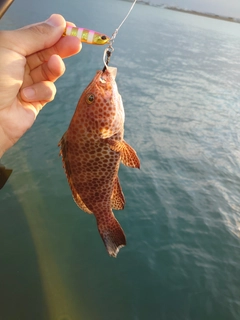 オオモンハタの釣果