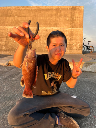 アカササノハベラの釣果