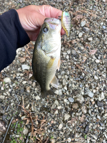 ラージマウスバスの釣果