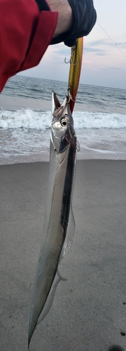 タチウオの釣果