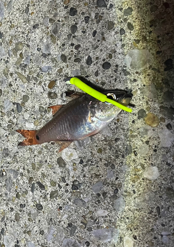 クロホシイシモチの釣果