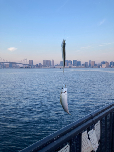 カタクチイワシの釣果