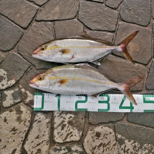 カンパチの釣果