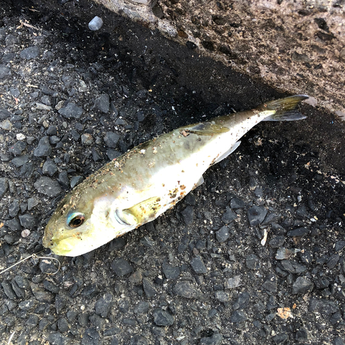 シロサバフグの釣果