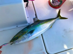 ワラサの釣果