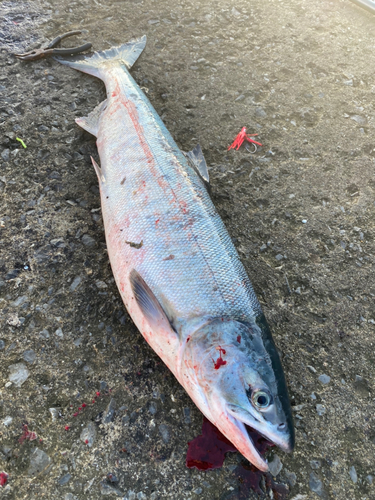 アキアジの釣果