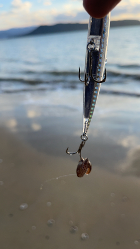 イカの釣果