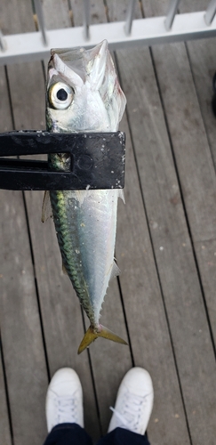 サバの釣果