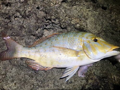 タマンの釣果