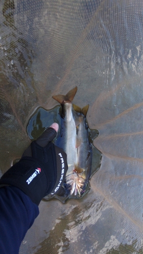 アユの釣果