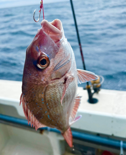 マダイの釣果