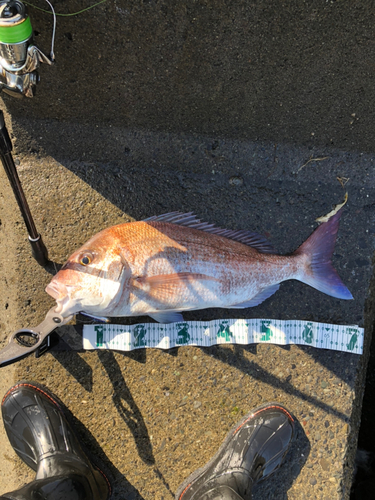 マダイの釣果