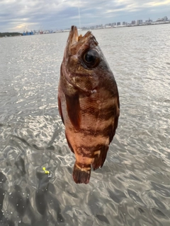 メバルの釣果