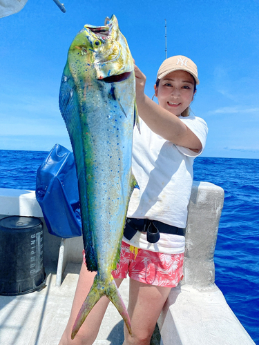 シイラの釣果