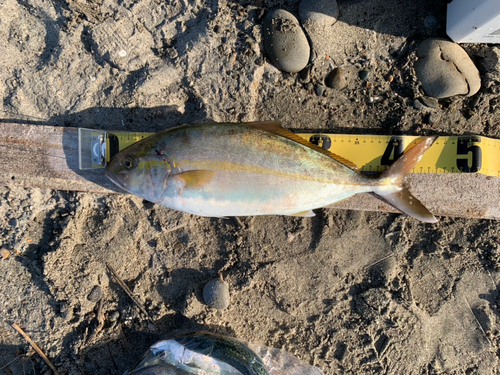 ショゴの釣果