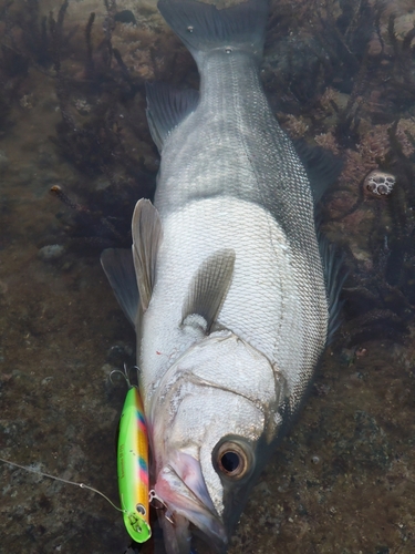 ヒラスズキの釣果