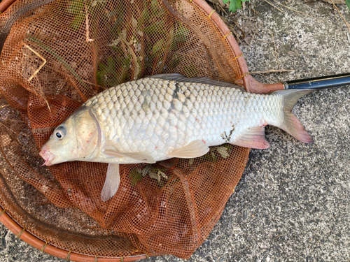 コイの釣果