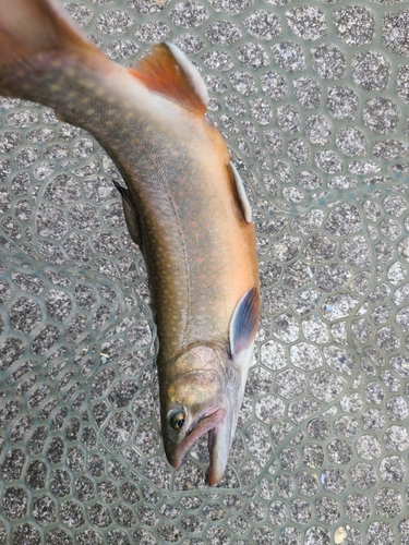 イワナの釣果