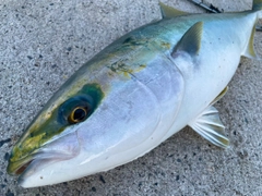 ハマチの釣果