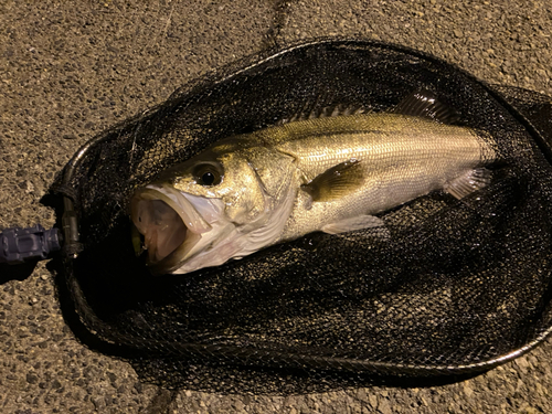 スズキの釣果