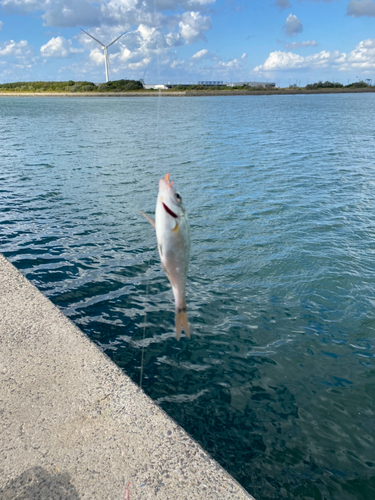 ウミタナゴの釣果