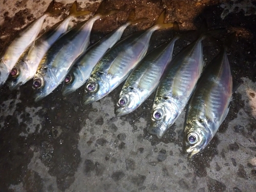 アジの釣果