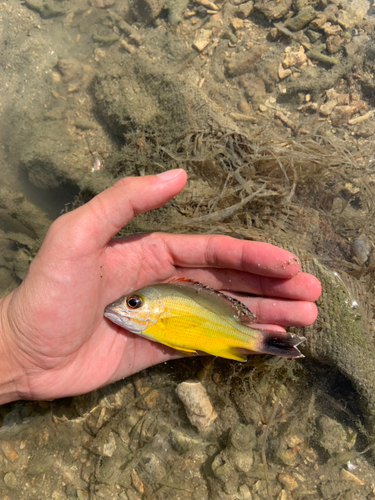 オキフエダイの釣果