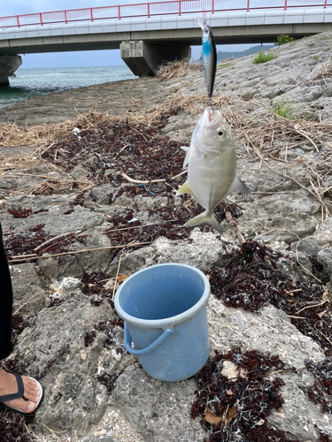 メッキの釣果