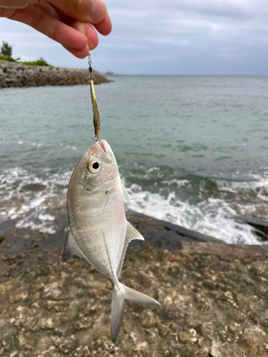 メッキの釣果