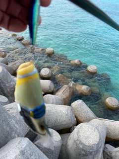 ムラサメモンガラの釣果